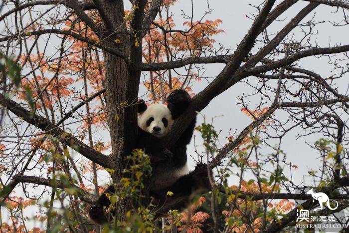Desperate Adelaide Zoo hopes to inspire Love with Panda porn Film