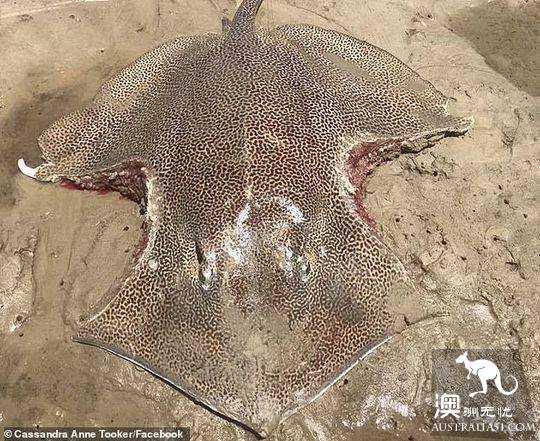 The Australian beach is now a giant stingray with two large pieces of meat torn off both sides of its body.