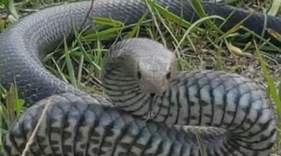 Tu O was terrible, Sydney women's car park kicked the poisonous snake and nearly died.