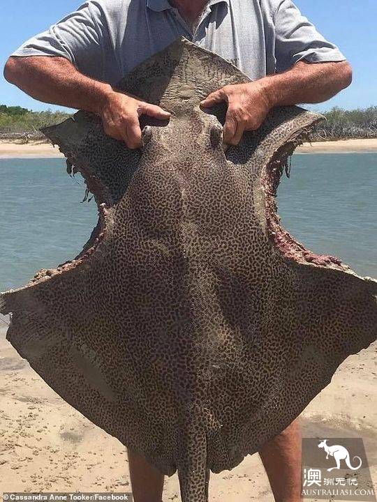 The Australian beach is now a giant stingray with two large pieces of meat torn off both sides of its body.