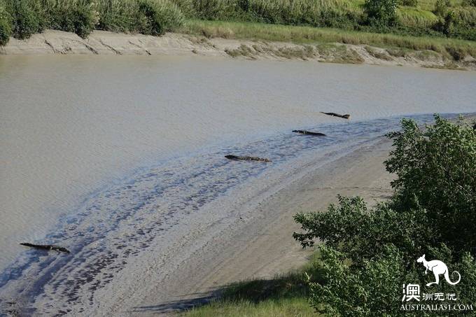 Take stock of Australia's most distinctive wildlife experience: the saltwater alligator right behind you.