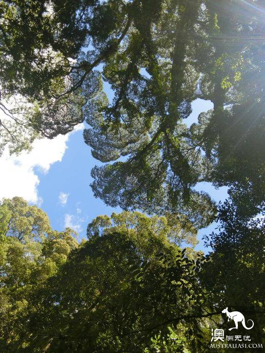 悉尼自驾游记：Jervis Bay，沙滩比基尼和拍照攻略