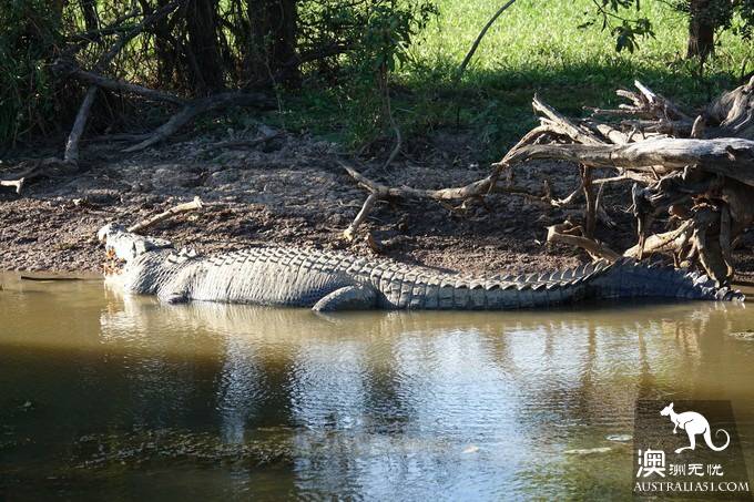 Take stock of Australia's most distinctive wildlife experience: the saltwater alligator right behind you.