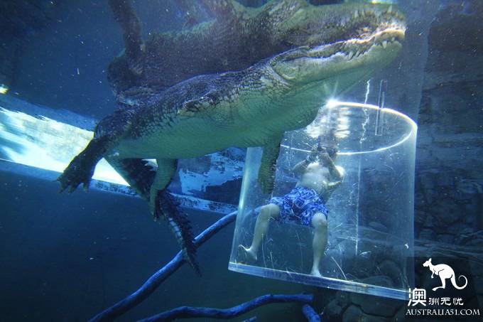 Take stock of Australia's most distinctive wildlife experience: the saltwater alligator right behind you.