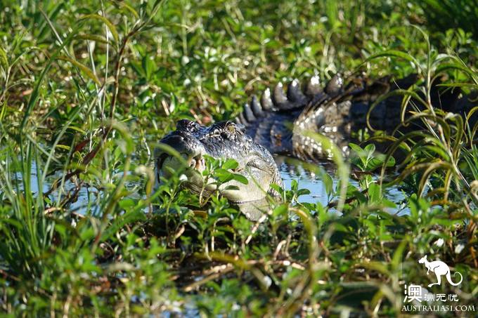 Take stock of Australia's most distinctive wildlife experience: the saltwater alligator right behind you.