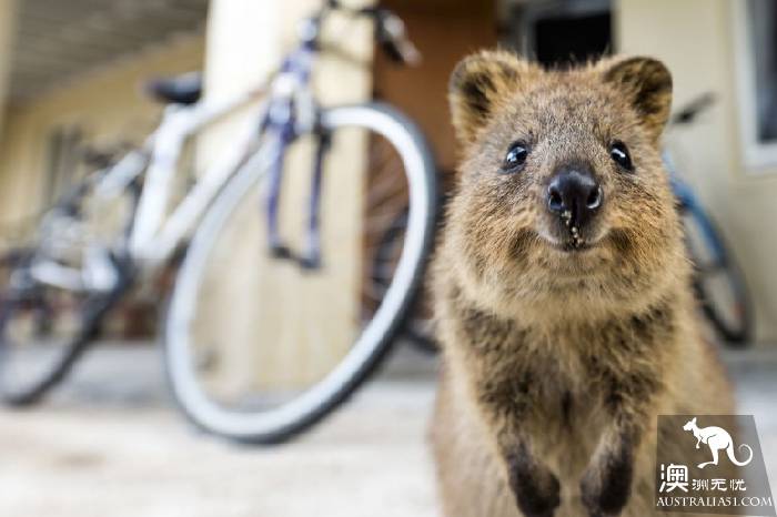 Take stock of Australia's most distinctive wildlife experience: there are so many species of kangaroos