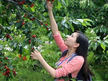 Foodie, attention! Adelaide's most complete cherry picking strategy and orchard introduction