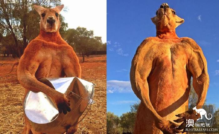 Take stock of Australia's most distinctive wildlife experience: there are so many species of kangaroos