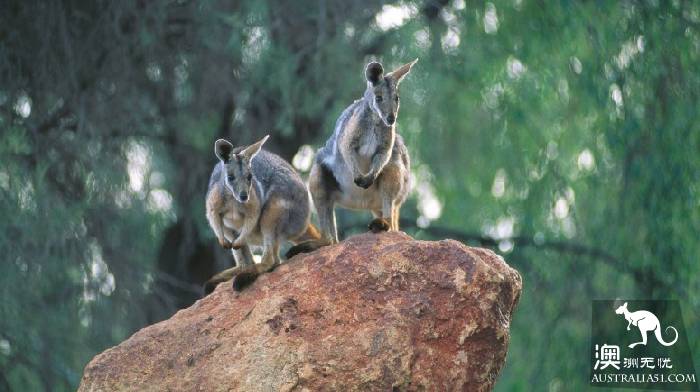 Take stock of Australia's most distinctive wildlife experience: there are so many species of kangaroos