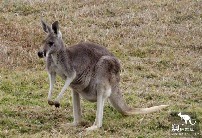 Take stock of Australia's most distinctive wildlife experience: there are so many species of kangaroos