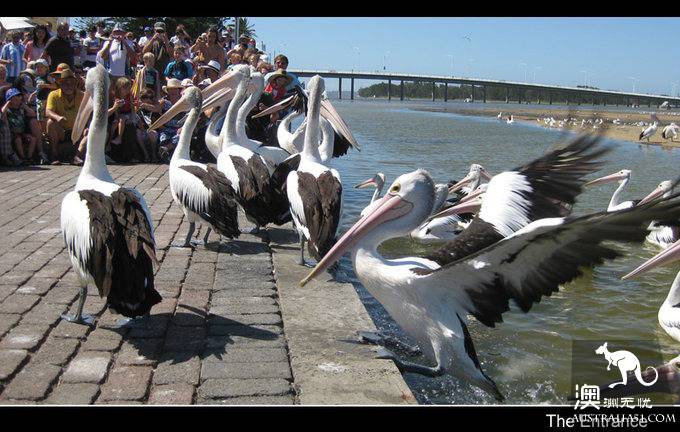 The Entrance Goose Feed Show.
