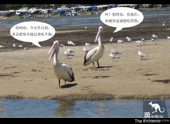 The Entrance Goose Feed Show.