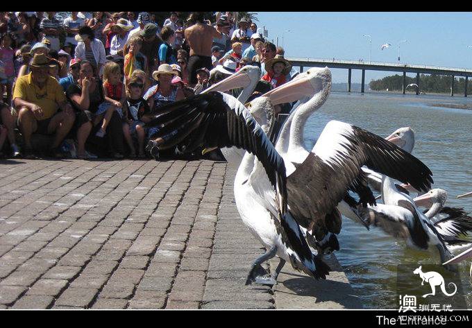 The Entrance Goose Feed Show.