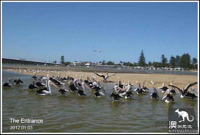 The Entrance Goose Feed Show.