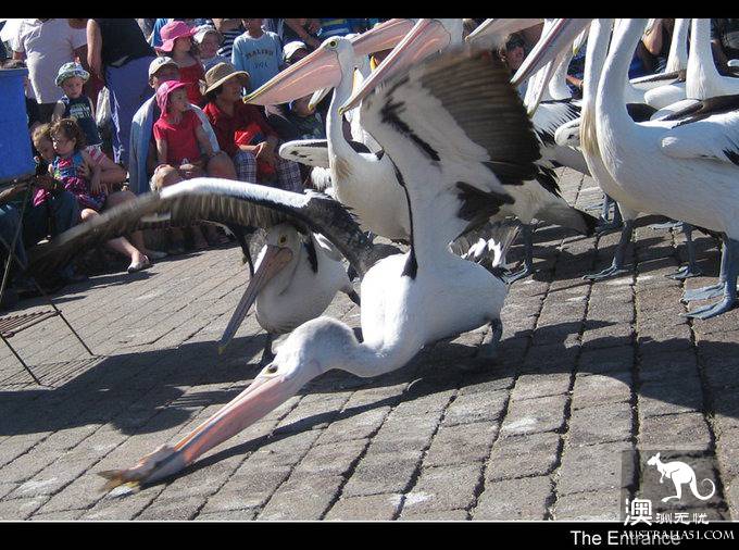 The Entrance Goose Feed Show.