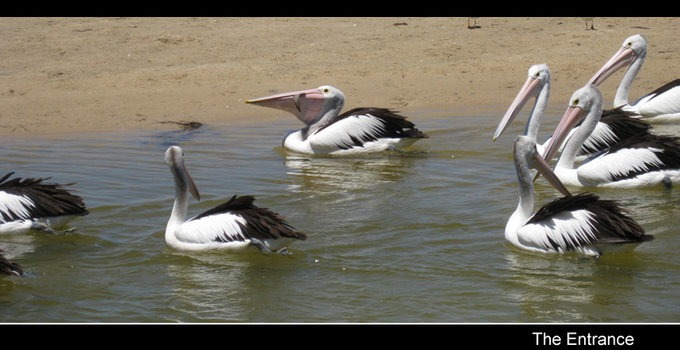 The Entrance Goose Feed Show.