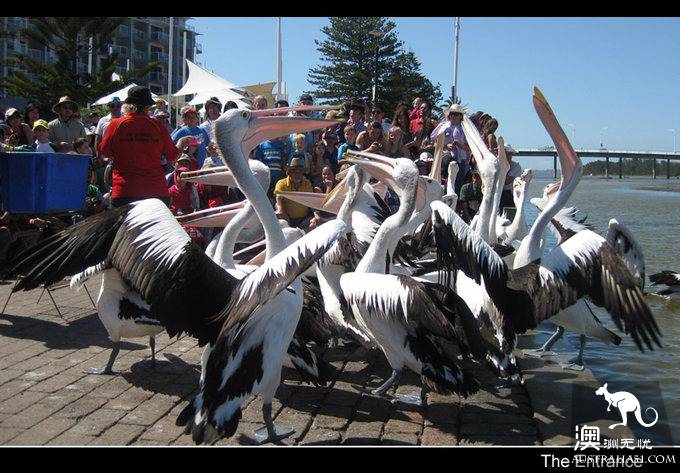 The Entrance Goose Feed Show.