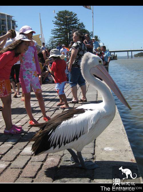 The Entrance Goose Feed Show.