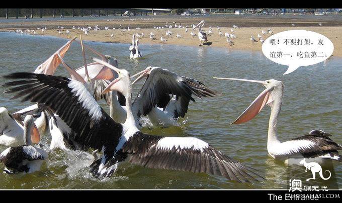 The Entrance Goose Feed Show.