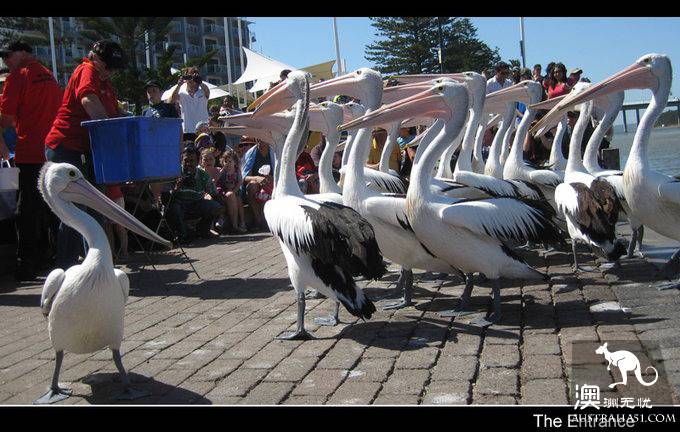 The Entrance Goose Feed Show.