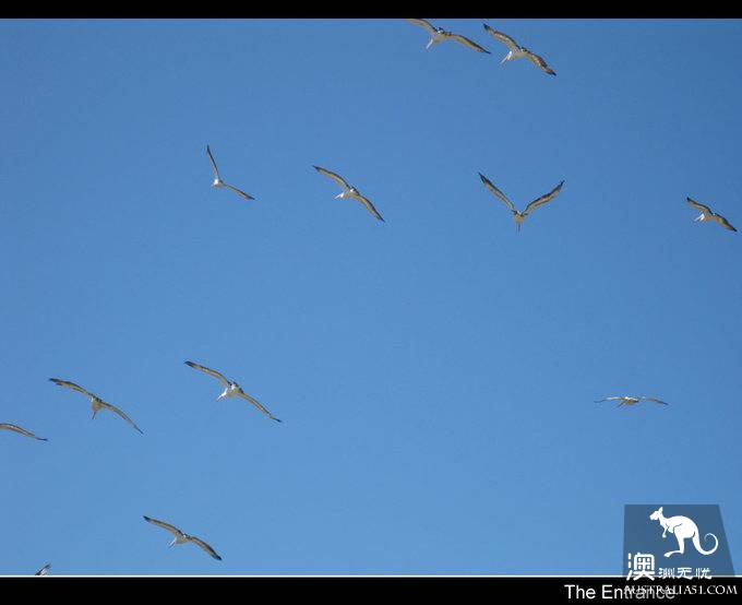The Entrance Goose Feed Show.