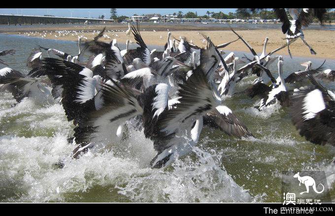 The Entrance Goose Feed Show.