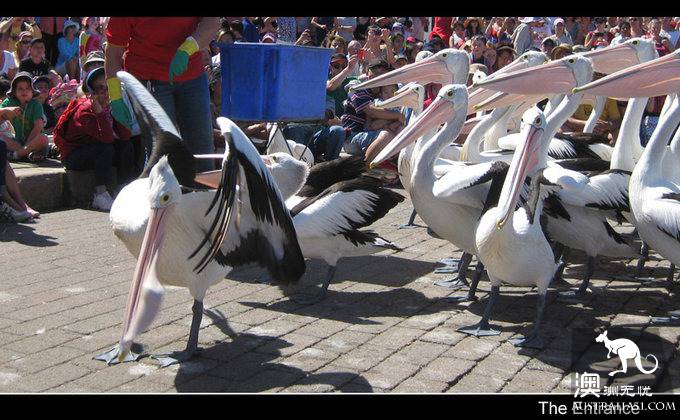The Entrance Goose Feed Show.