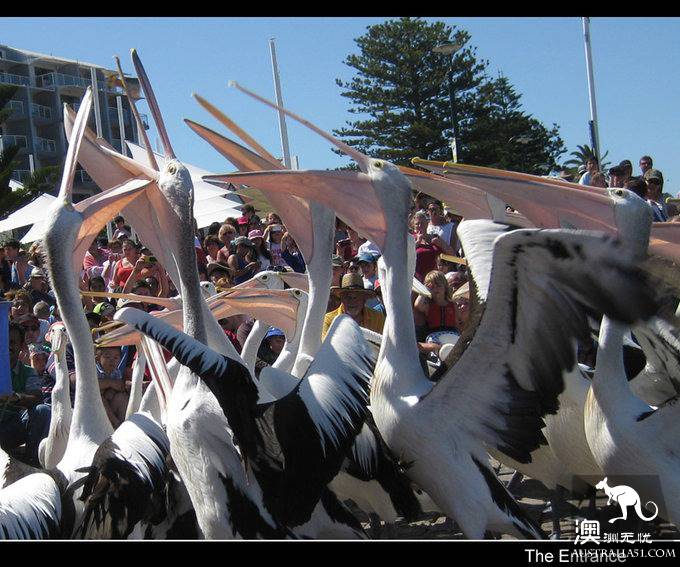 The Entrance Goose Feed Show.