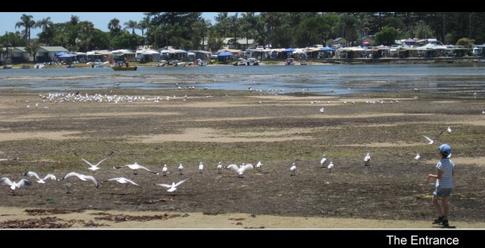 The Entrance Goose Feed Show.