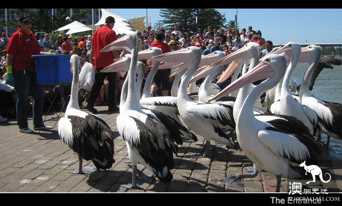 The Entrance Goose Feed Show.