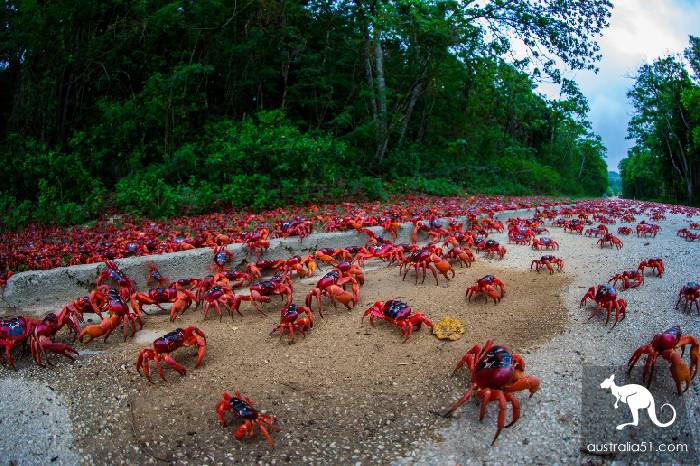 Shock Dotu! The 'Red Wave' attacked Christmas Island in Australia, a sight that is rare all over the world.