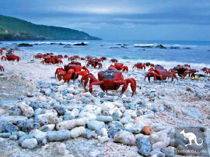 Shock Dotu! The 'Red Wave' attacked Christmas Island in Australia, a sight that is rare all over the world.
