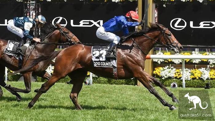 Why would a horse have a holiday? These Melbourne horse racing festival inside story, must know.