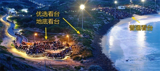 Go to Philip Island (Melbourne Penguin Island) to see penguins homing, ticket prices and stands