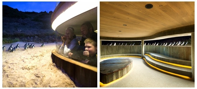 Go to Philip Island (Melbourne Penguin Island) to see penguins homing, ticket prices and stands