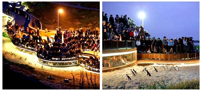 Go to Philip Island (Melbourne Penguin Island) to see penguins homing, ticket prices and stands