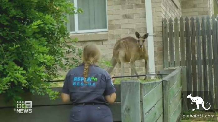 The coughed kangaroo appears on the streets of Brisbane ,' Maybe it also has the new crown virus '