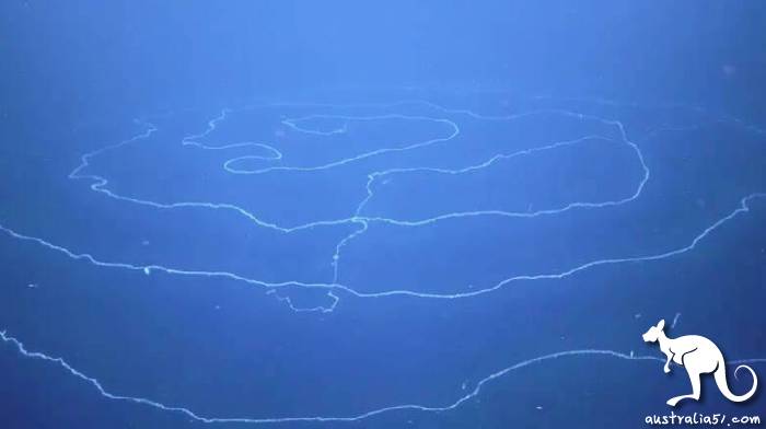found the longest animal on earth in the depths of the ocean!