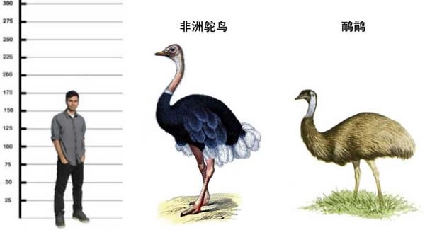 鸵鸟和鸸鹋体型相差很大