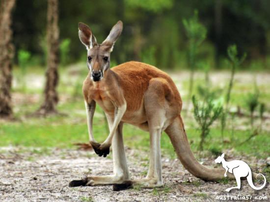 Have you never eaten kangaroo meat in Australia? It turns out that kangaroo meat is so delicious