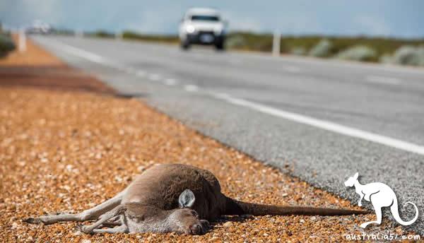 How does driving in Australia prevent hitting a kangaroo? Australian Self-driving Anti-Mouse Incomplete Manual