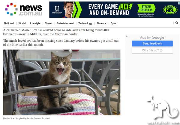 The pet cat in South Australia lost no news after 8 months 400 km away