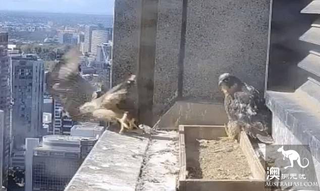 A growing-up story outside Melbourne's skyscraper: little peregrine falcon bravely learning to fly