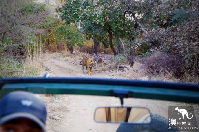 There is a kind of trip called wild luxury, there is a kind of hotel called Glamping