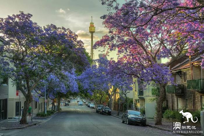 Early spring, Sydney around the 'flirting with grass' full introduction, have you learned?