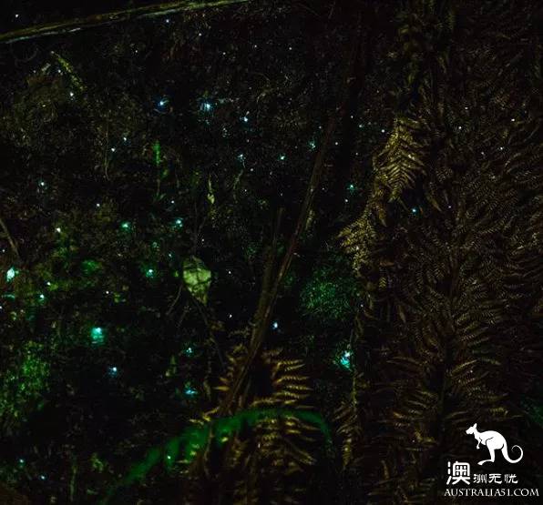 Melbourne all firefly watching introduction, drive 2 hours! Go to Melba Gully and see the fireflies.