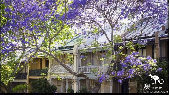 Early spring, Sydney around the 'flirting with grass' full introduction, have you learned?