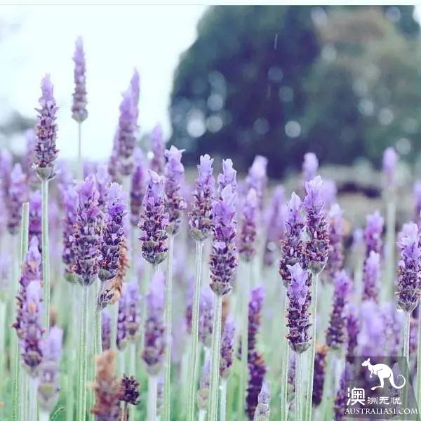 Early spring, Sydney around the 'flirting with grass' full introduction, have you learned?