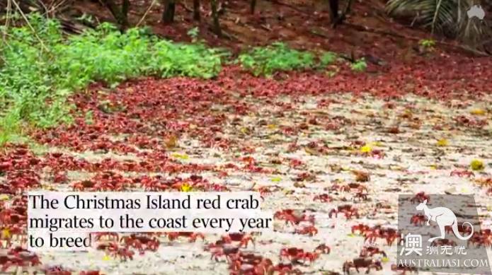 Shock Dotu! The 'Red Wave' attacked Christmas Island in Australia, a sight that is rare all over the world.