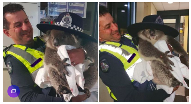 The injured koala was rescued by the police, and the police officer was addicted by plane.